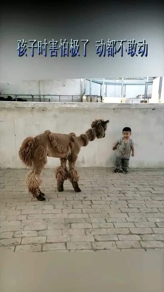 这是什么生物,孩子靠在墙上,动都不敢动了.mp4 