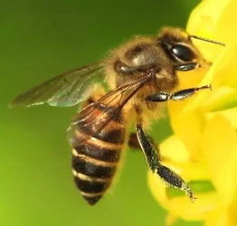 伊犁黑蜂野山花蜂蜜,竟有这么多不为人知的秘密 