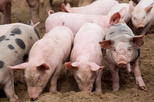 现在猪涨价了，想换点好的饲料喂猪，哪个厂家的猪饲料好？
