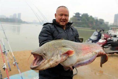 湖南一水库捞出1米多长145斤大鱼,工作人员 油水很多,不好吃