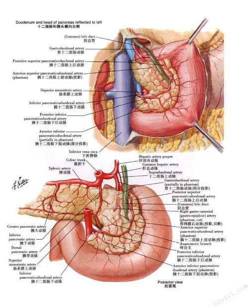 肝脏门脉系统解剖图 搜狗图片搜索