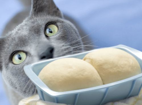 猫咪吃了会中毒的十二种食物