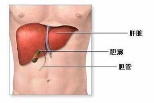 养肝等于养命 请收好这份 养肝秘籍