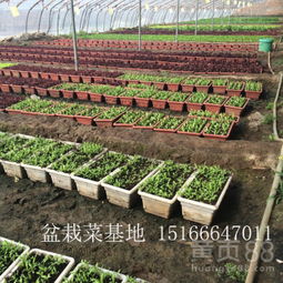 【山东威海盆栽蔬菜基地批发盆栽有机蔬菜价格加盟】-黄页88网