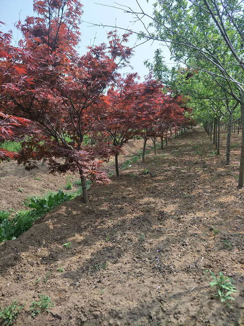 红舞姬红枫养护,红舞姬红枫是一种美丽的观叶植物，其独特的红色叶片在秋季尤为引人注目
