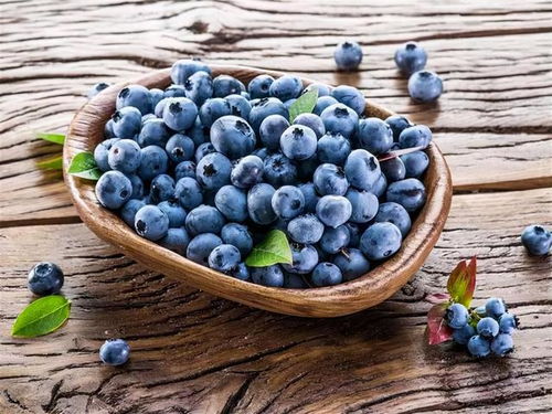 蓝莓太贵啦,自己阳台种,学习小技巧,一盆挂果几十斤,省钱好吃