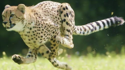 猎豹是地球上跑得最快的动物 这个猎豹奔跑合集,不看很遗憾 