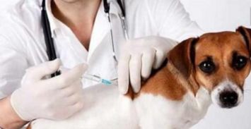 刚出生的小狗 什么时候做驱虫 打疫苗 