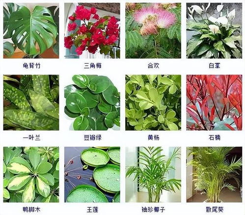 100种常见观叶植物,你都认识吗