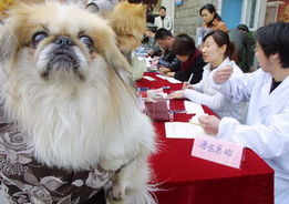 杭州首个 规范化养犬社区 挂牌 