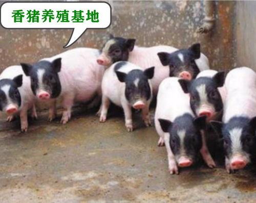 凌源巴马香猪养殖基地香猪价格