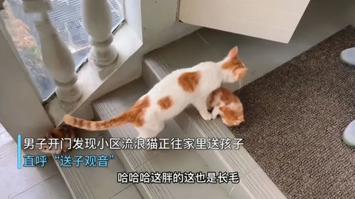 流浪猫陆续叼来了6只幼崽,男子全部都留下了 猫来财呀