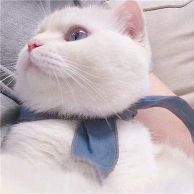 白色软萌可爱的小猫咪头像2018 只会卖萌的乖猫咪