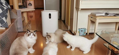 养猫家庭如何家中干净无异味 一台空气净化器远不够