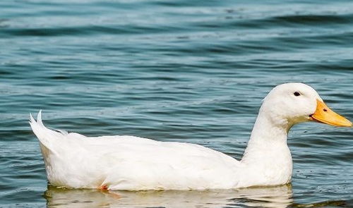 milk a duck 给鸭子挤奶 究竟代表什么意思呢