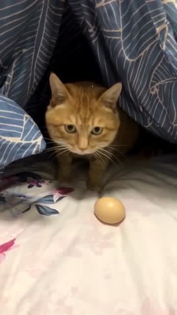 猫 好想吃鸡蛋呀,又不知道咋吃 