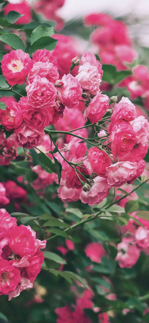 蔷薇花图片 手机壁纸,如何选择玫瑰花