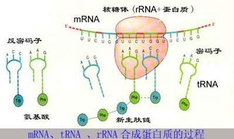 肽链是什么,有本人没搞清楚肽链是什么 怎么来的以及和脱水分子数之间的关系是怎么来的 还有什么是游离的氨基-第1张图片