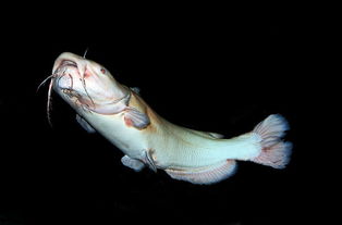 白化鲶鱼 白色鲶鱼是白化病还是专门的品种