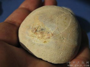 世界首例体内保存蛋壳鸟类化石在中国发现 命名施氏慈母鸟距今1.1亿年 