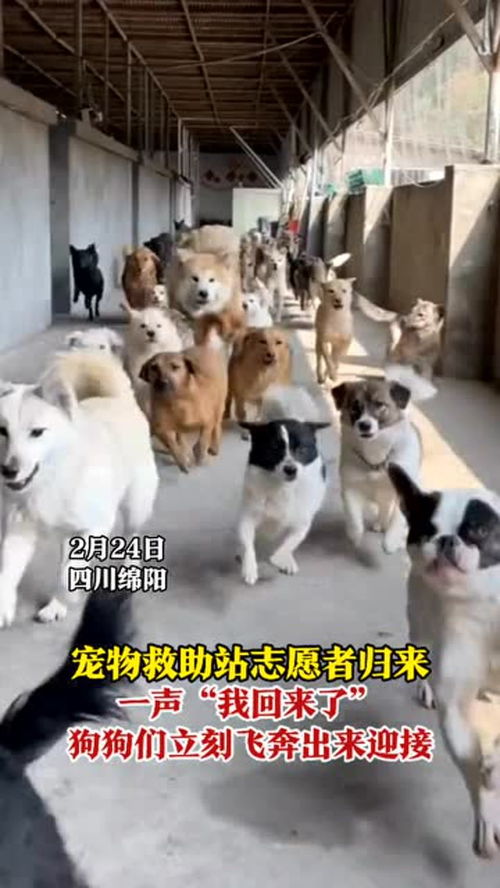 2月24日四川绵阳 宠物救助站志愿者归来,一声 我回来了 ,狗狗们立刻飞奔出来迎接 