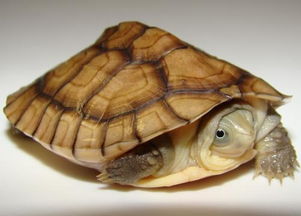 黄喉龟能长多大？