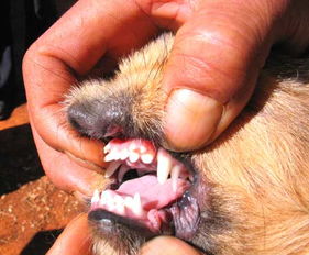 哈巴狗长着4排牙齿 只会吃生食喜欢捉老鼠 