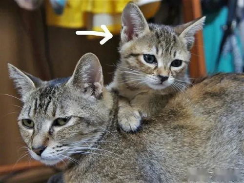 明明是母猫生的小猫,但现在长得却比妈妈还大好几倍 