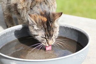如何让猫多喝水