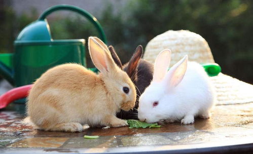 兔子会不会认主人（兔子对主人的记忆有多久）