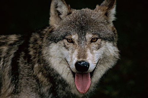灰狼,其实就是被驯化的犬科动物