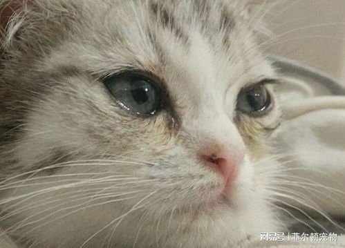 菲尔顿宠物的特色,猫咪泪痕可以去掉吗