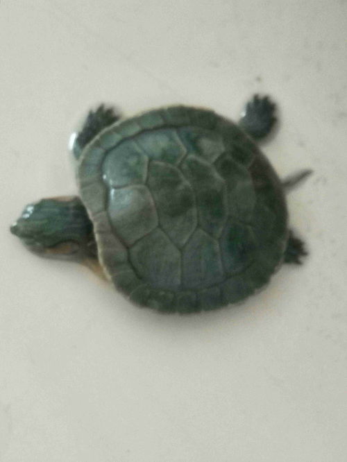 这巴西红耳龟是在冬眠了还是死了 才九月份 