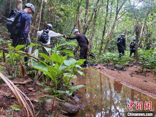 热带雨林里玩冰雪 稻禾上飞卡丁车 海南保亭景区有新玩法