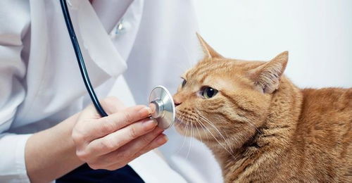 养猫的人必须注意 猫的这5种疾病随时可以传染给你