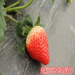 草莓该什么时候种,草莓该什么时候