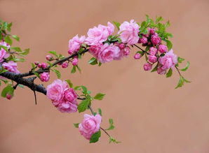 关于春花的诗句有哪些简单点