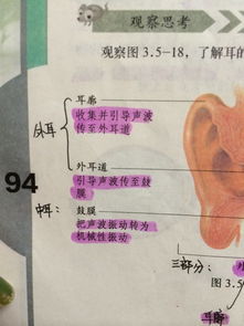 外耳是由什么组成的 中耳 