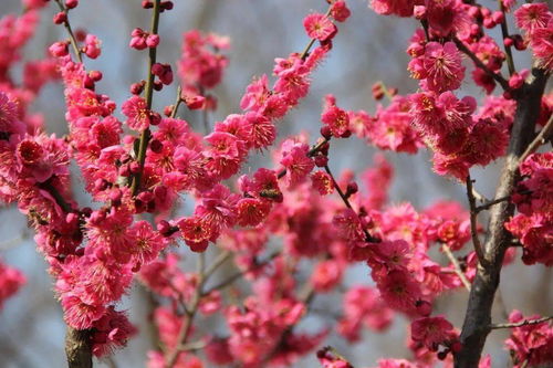 来认认这些常见梅花品种,助你成为赏 梅 达人