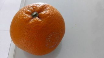 tangerine和mandarin区别？(juzi的ju是几声？)