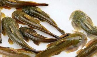 野生石巴子鱼怎么养殖,请问一下四川甘孜州，阿坝州还有没有石巴子鱼