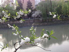 杭州城里的小河流