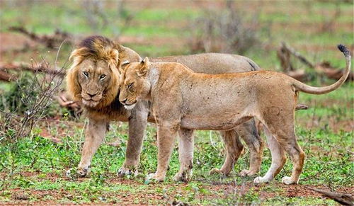 狮子找老伴也不容易,除了打架还要耍宝,最后胜利公狮表情亮了