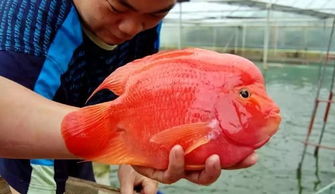 金刚鹦鹉鱼可以长多大？