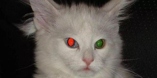 猫护 猫咪的眼睛夜里会发光,但发红光是正常情况吗