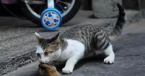吃猫成瘾了 越南人一年吃掉四百万只猫,罪魁祸首竟然是美国