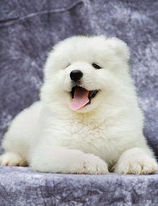 萨摩耶俱乐部 萨摩耶幼犬多少钱一只 萨摩耶图片