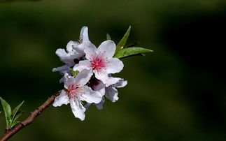 桃花和榆叶梅的区别图解,毛樱桃与