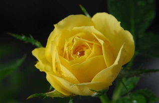 黄玫瑰的花语是什么,黄玫瑰的花语是什么意思？是幸运和已逝的爱，不要轻易送给恋人