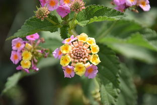 什么的花朵？什么的花朵填词语大全